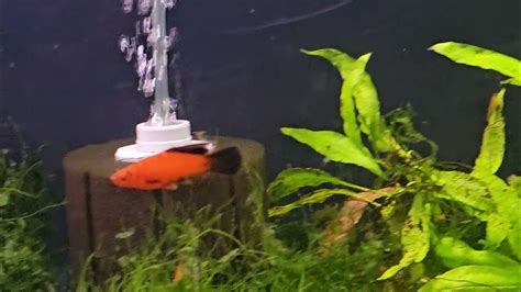 Young Group Of Beautiful Arnoldi Swordtails Youtube