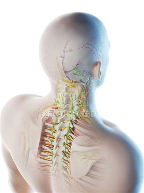 Male Head And Neck Anatomy Digital Illustration — Arteries Plain