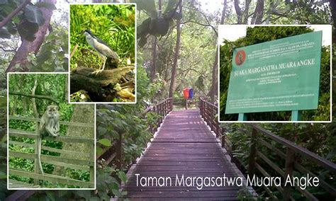 Taman Suaka Margasatwa Muara Angke Indonesia Itu Indah Pusat