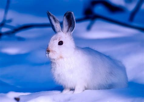 Royalty Free Photo White Rabbit On Snow Pickpik