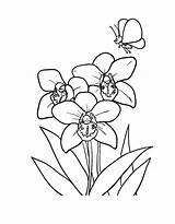 Orchid Coloring sketch template