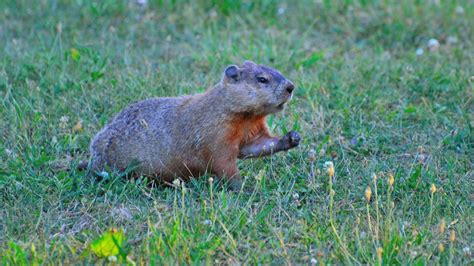 How was Your Groundhog's Day? - Lead Change