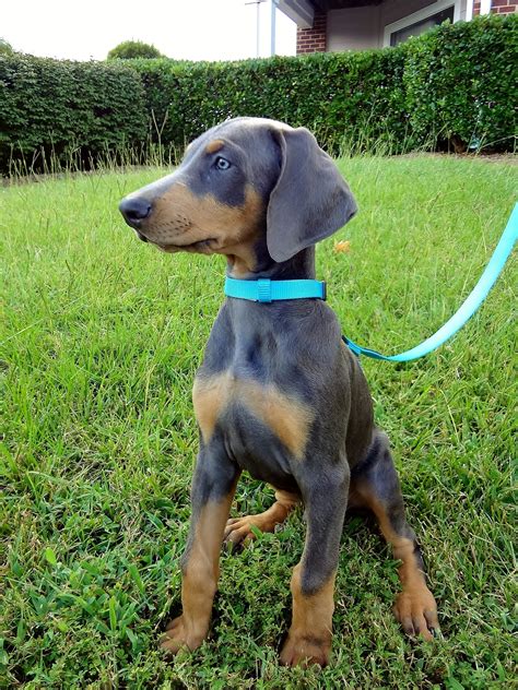 Blue Doberman Puppies For Sale In Az All You Need Infos