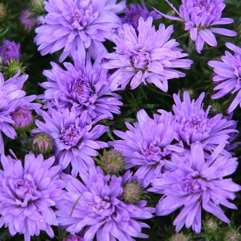 Aster Perennials Peter Beales Roses The World Leaders In Shrub