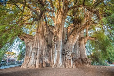 Cómo Se Ve El árbol Thule Un Antiguo Ciprés En México Con El Tronco