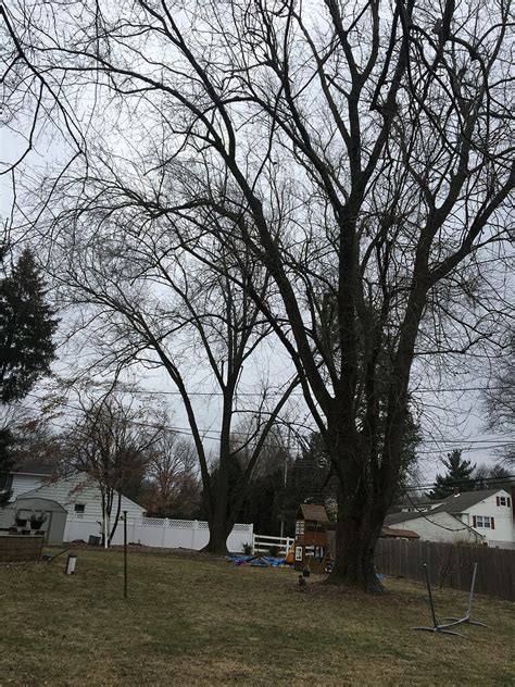 When you trim olive trees to allow sun to enter into the center, it improves the fruiting. Trimming Maple Trees - General Gardening - Growing Fruit