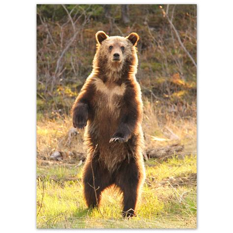 dancing grizzly bear dōnabōna cards