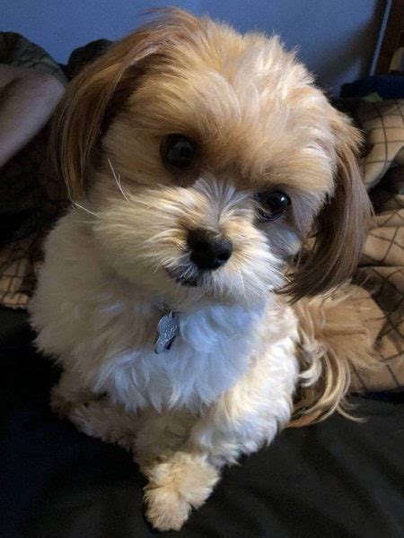 Pomeranian Shih Tzu Mix Your Complete Breed Guide To The Shiranian
