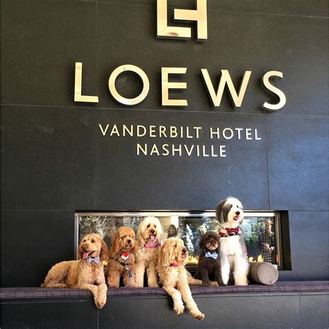 10 Dog Friendly Hotels Around The South