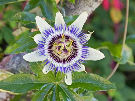 Common Passion Flower Stock Image Image Of Cultivar 34528195