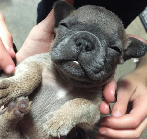 It could be secondary to other eye. 15 French Bulldog Puppies That Will Blow Your Mind With ...