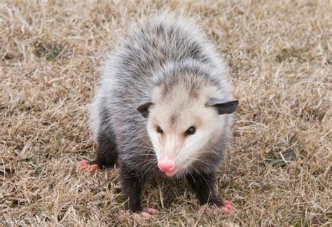 Is It Possum Or Opossum Information And Facts Pestopped
