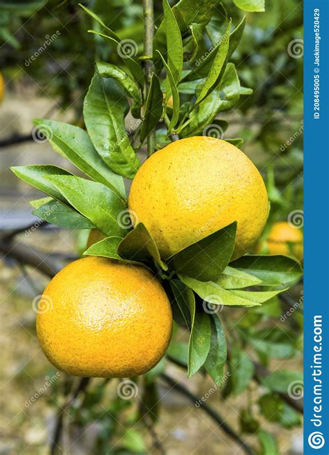 Oranges Tree In The Fruit Garden Stock Image Image Of Frame Ripe
