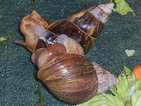Breeding Chapter 7 Comprehensive Snail Care Guide
