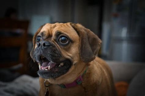 Puggle Facts You Should Know With Pictures