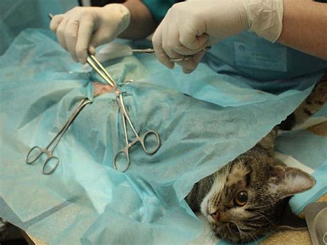 Spaying A Cat Cat World
