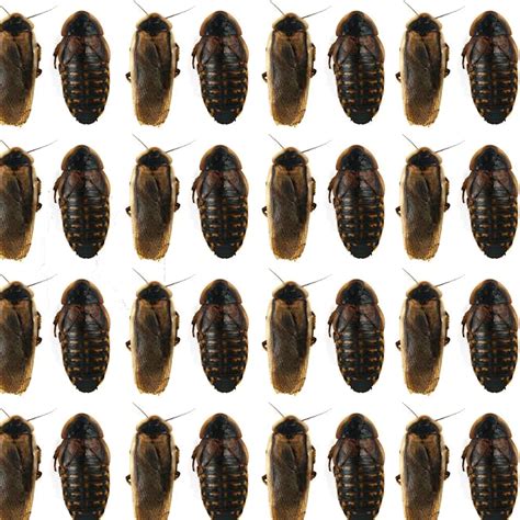 All About The Dubia Roach Shortage