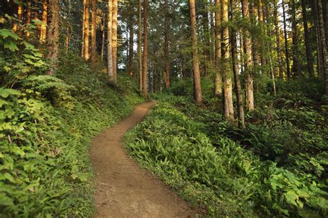 Dirt Road Amidst Trees In Forest During Sunset Stock Photo