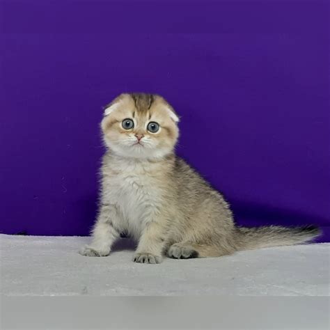 Harley Scottish Fold Male Reserved 2500 Meowoff Kittens For Sale In Chicago