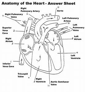 Diagram Of Heart Answers