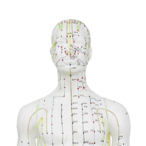 Klasyczny Model Do Akupunktury