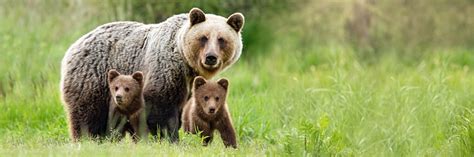 Brown Bear Mother With Two Cubs On Green Meadow With Copy Space Stock