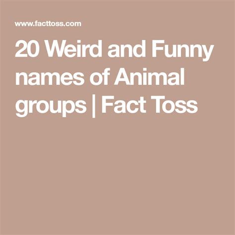 20 Weird And Funny Names Of Animal Groups Animal Groups Funny Names