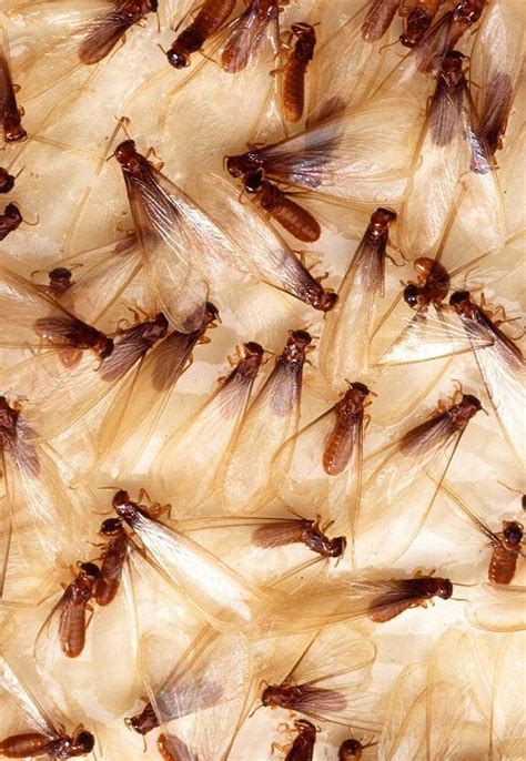 Termites Swarming In Florida Ufifas Pest Alert