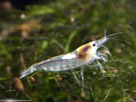 Interesting Facts About Shrimps Just Fun Facts