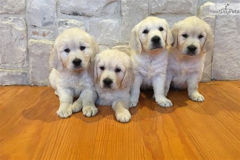 You want her to associate walking near you with treats, and tugging with the walk stopping. Dallas : English Golden Retriever puppy for sale near ...
