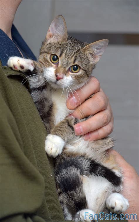 Can You Get Cats On Craigslist – Policies & Info – FAQcats.com