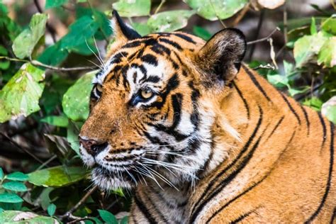Royal Bengal Tiger Named Ustaad Stock Photo Image Of Wild Majestic