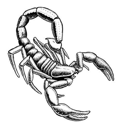 Scorpion Clipart Black And White Clip Art Library