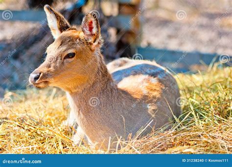 The Female Sika Deer Lies Stock Photo Image Of Park 31238240