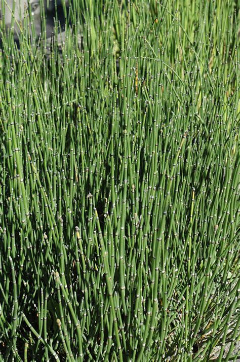 Buy your plants and trees online for 33% less than big box stores and gardens centers. Scouring Rush Horsetail (Equisetum hyemale 'var. affine ...