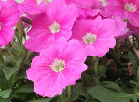 All About The Different Types Of Petunias Dengarden