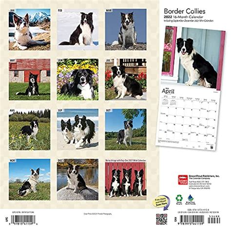 Border Collies 2022 12 X 12 Inch Monthly Square Wall Calendar With Foil
