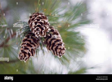 Pine Cone High Resolution Stock Photography And Images Alamy
