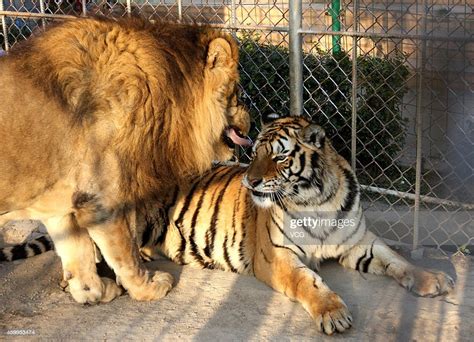 Six Year Old Male Lion Zhuang Zhuang And Four Year Old Female Tiger News Photo Getty Images