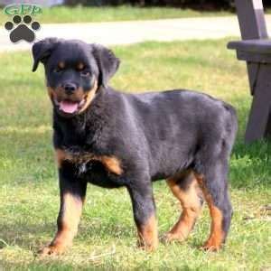 Maybe you would like to learn more about one of these? Fancy - Rottweiler Puppy For Sale in Pennsylvania | Rottweiler puppies for sale, Rottweiler ...
