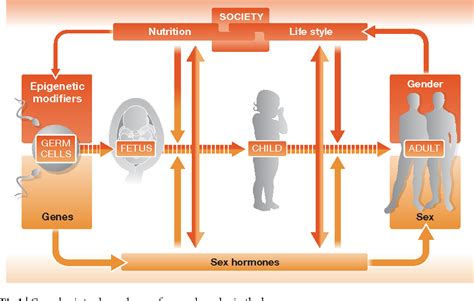 Figure 3 From Sex And Gender Differences In Health Science And Society Series On Sex And Science