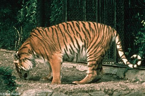 Image Panthera Tigris Virgata Caspian Tiger Biolibcz