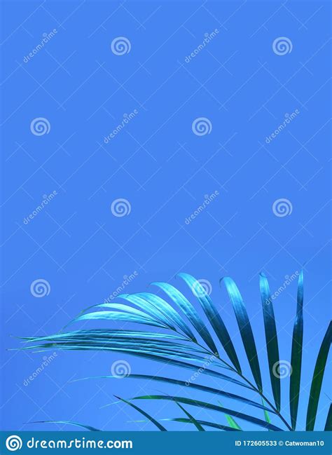 Tropical Palm Leaf On A Blue Pastel Background Stock Image Image Of