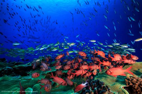 Stanford Scientists Discover Coral Reef Bright Spots
