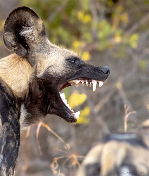 Why Do So Few First Time Safari Goers Know Of Wild Dogs Londolozi Blog