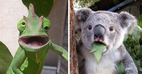 91 Astonished Animals Who Are Freaked Out By Whats Happening Animal