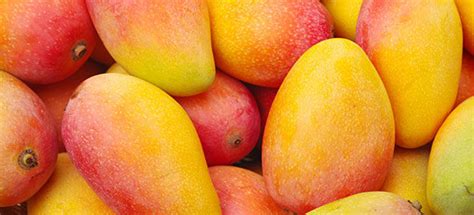 Mango fruit isolated, mango fruit top view, mango fruit salad, mango fruit vector, mango fruit background. Mango/each - Fruit Tree Services