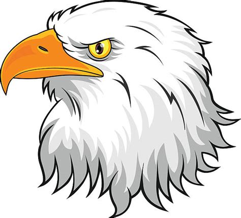 Royalty Free Eagle Bird Cartoon Bald Eagle Feather Clip Art Vector