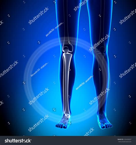 Female Tibia Fibula Anatomy Bones ภาพประกอบสต็อก 232459597 Shutterstock
