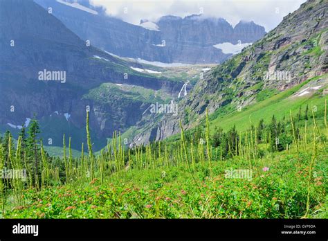 Wild Flowers In High Alpine Landscape On The Grinnell Glacier Trail In